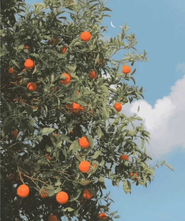 Orange tree